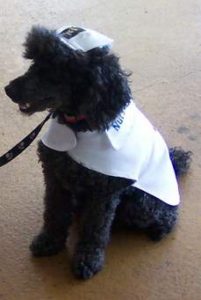 NURSE DOG