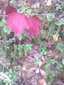 fall-foilage-eagle-river-aug-22-2015